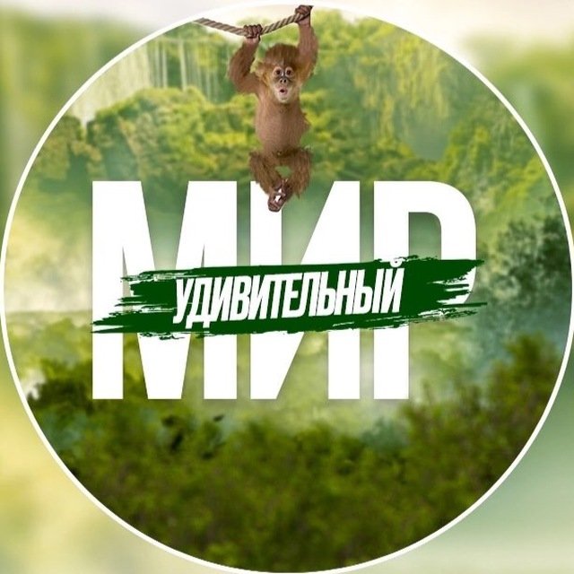 Удивительный Мир 🏝 — тг канал